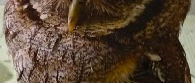 Misiones: el Parque Ecológico El Puma fortalece la rehabilitación de fauna y llama a la responsabilidad