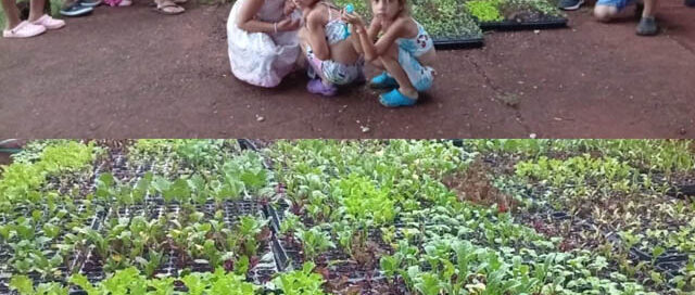 Eldorado: entregaron bandejas familiares del programa Huerta en tu Barrio en el barrio Juventud