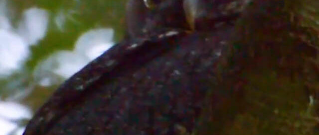 Puerto Iguazú: liberaron 12 lechuzas alilicucú recuperadas en la Selva Misionera