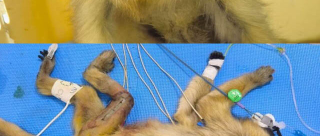 Rescataron y operaron a una mona carayá atropellada en cercanías del parque federal