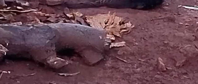 San José: rescataron a un perro en estado de abandono y notificaron a su propietaria