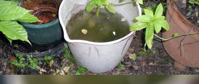 Salud Pública recomienda reforzar la prevención contra el mosquito tras las lluvias en Misiones