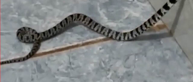 Puerto Libertad: bomberos voluntarios rescataron una víbora hallada en el baño de una vivienda