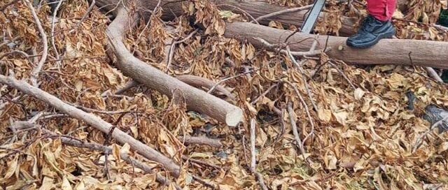 Bomberos intervinieron en Aristóbulo del Valle tras la caída de un árbol sobre una vivienda