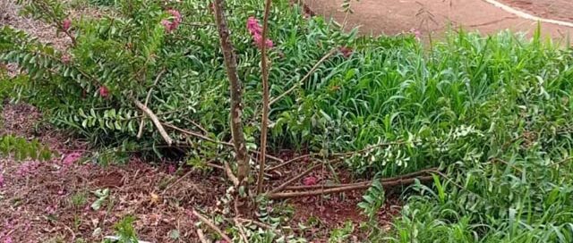 Colonia Delicia: realizaron trabajos de poda y retiro de gajos en distintos sectores de la localidad