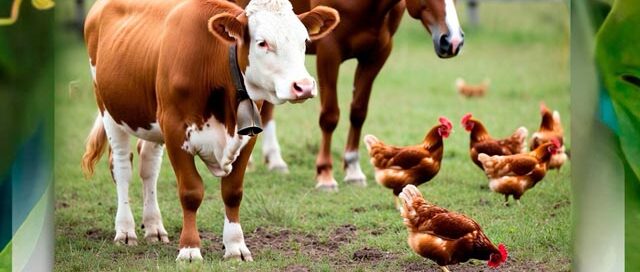 Iguazú: invitan a una jornada de inscripción y reinscripción al RENSPA para productores pecuarios