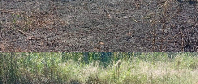 Puerto Iguazú: bomberos controlaron un incendio de pastizal en el barrio 2000 Hectáreas