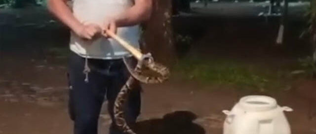 Puerto Iguazú: bomberos capturaron una yarará en un hotel de las 600 Hectáreas
