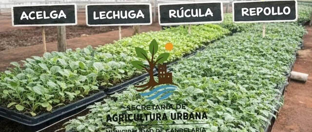 Candelaria: realizarán entrega de plantines para fortalecer las huertas familiares