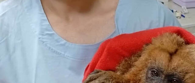 Rescataron a una mona carayá herida y la rehabilitan en el Parque Ecológico El Puma