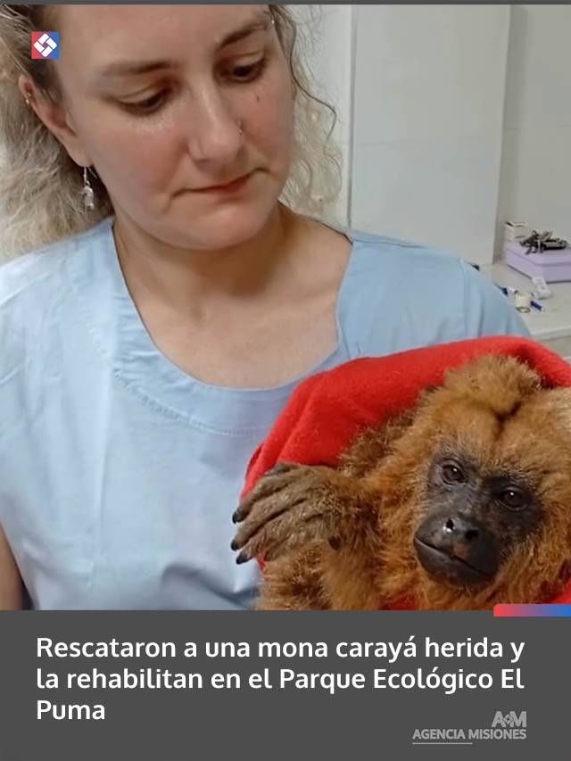 Rescataron a una mona carayá herida y la rehabilitan en el Parque Ecológico El Puma