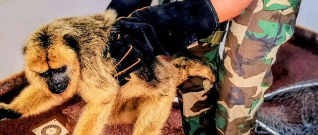 Posadas: encontró un mono sobre la ruta, lo llevó a una comisaría y fue rescatado