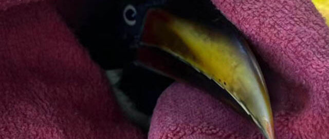 25 de Mayo: rescataron un tucán herido que fue hallado en una vivienda