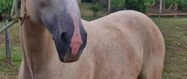 Panambí: un vecino donó un potrillo a la División Defensa del Medio Ambiente de la UR-II