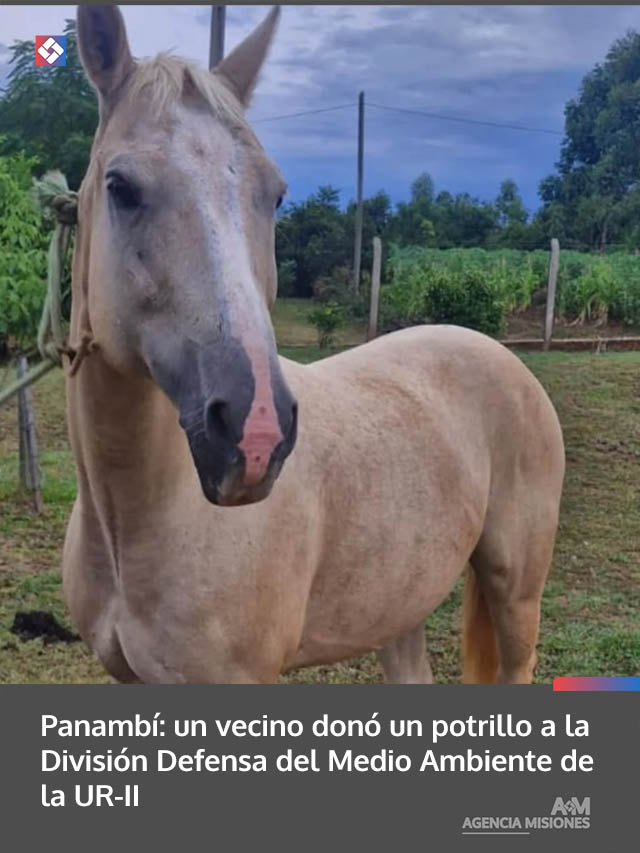 Panambí: un vecino donó un potrillo a la División Defensa del Medio Ambiente de la UR-II