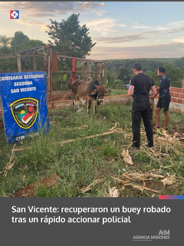 San Vicente: recuperaron un buey robado tras un rápido accionar policial