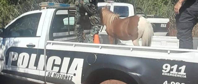 Comandante Andresito: policías rurales recuperaron un equino sustraído de una vivienda