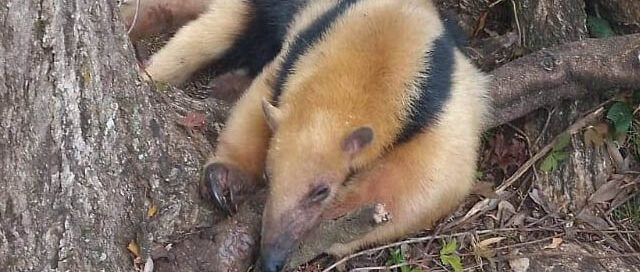 San José y San Vicente: rescataron un oso melero y un loro maitaca en operativos de protección de fauna