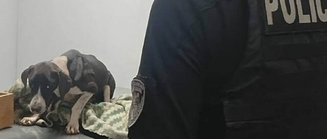 Oberá: rescataron a una perra herida y sus cinco cachorros tras un presunto abandono