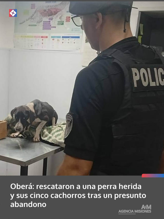 Oberá: rescataron a una perra herida y sus cinco cachorros tras un presunto abandono
