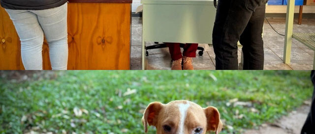 Iguazú avanza con castraciones gratuitas y atención veterinaria para promover el bienestar animal