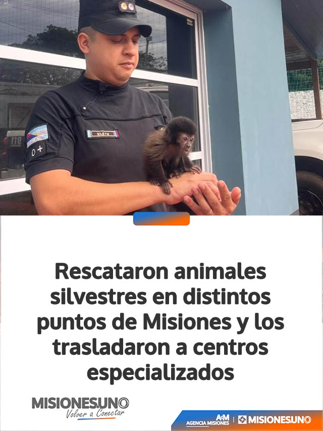 Rescataron animales silvestres en distintos puntos de Misiones y los trasladaron a centros especializados