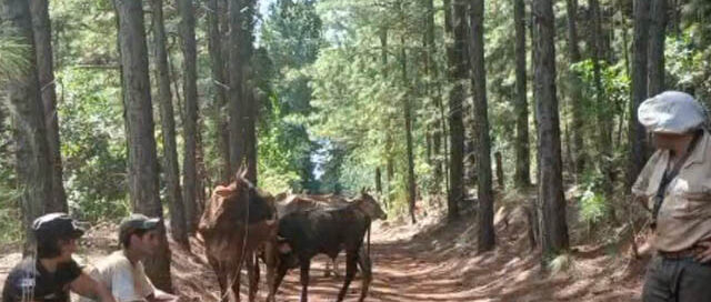 San José: recuperaron ganado robado en Colonia San Juan tras un intenso rastrillaje