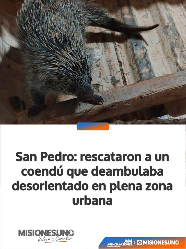 San Pedro: rescataron a un coendú que deambulaba desorientado en plena zona urbana