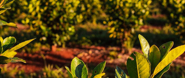 Convocan a una mesa de trabajo yerbatera para analizar la situación del sector