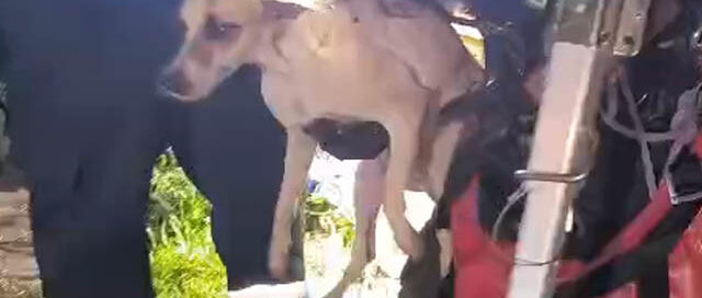 Puerto Iguazú: bomberos realizaron un operativo de rescate de un animal en el barrio San Lucas