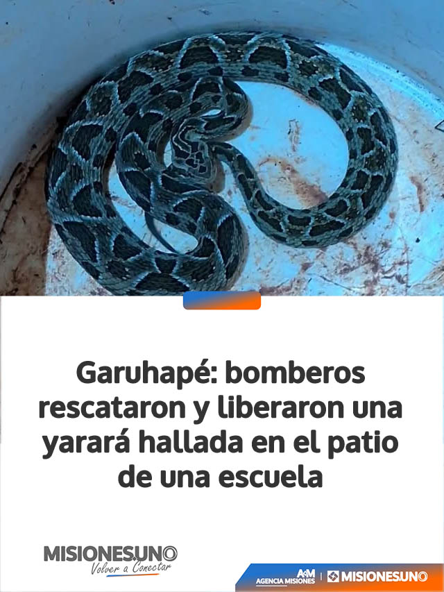 Garuhapé: bomberos rescataron y liberaron una yarará hallada en el patio de una escuela