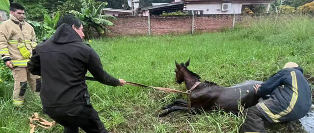 Candelaria: rescataron a un caballo que había caído en un pozo de agua en el barrio San Jorge