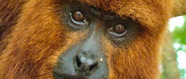 Misiones impulsa la reintroducción del mono carayá rojo para evitar su extinción en Argentina