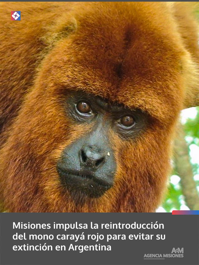 Misiones impulsa la reintroducción del mono carayá rojo para evitar su extinción en Argentina