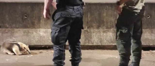 San Ignacio: rescataron un oso melero sobre la Ruta 12 y lo liberaron en la reserva Teyú Cuaré