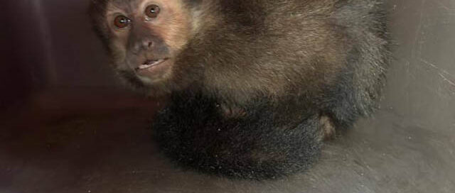 Oberá: rescataron a un mono caí que iba a ser vendido ilegalmente en la Terminal