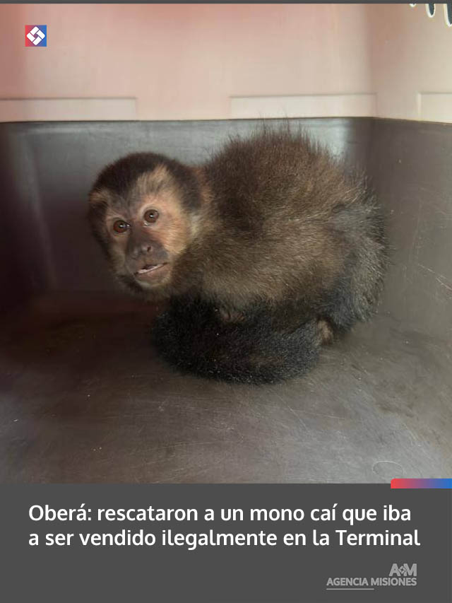 Oberá: rescataron a un mono caí que iba a ser vendido ilegalmente en la Terminal