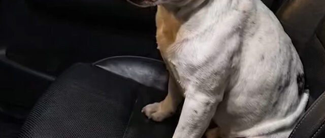 Recuperaron a “Jairo”, un bulldog francés que había sido vendido tras extraviarse en Posadas