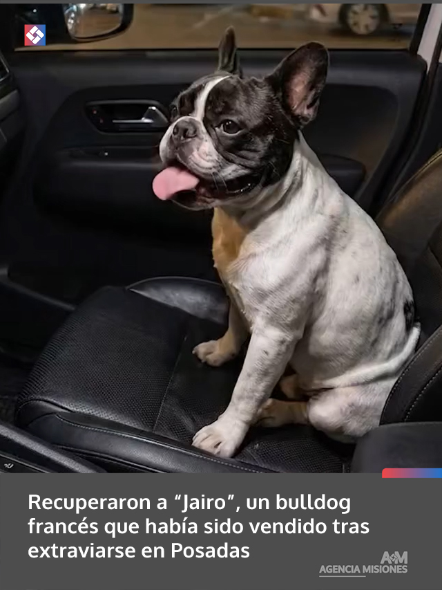 Recuperaron a “Jairo”, un bulldog francés que había sido vendido tras extraviarse en Posadas