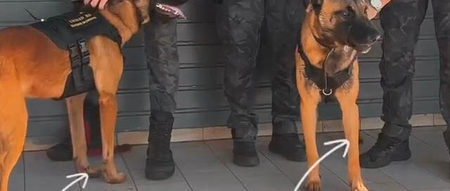 Aristóbulo del Valle: la Brigada de Canes fortalece la prevención y la investigación policial