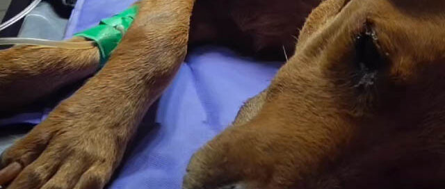 Oberá: rescataron a un perro en estado crítico tras una denuncia vecinal