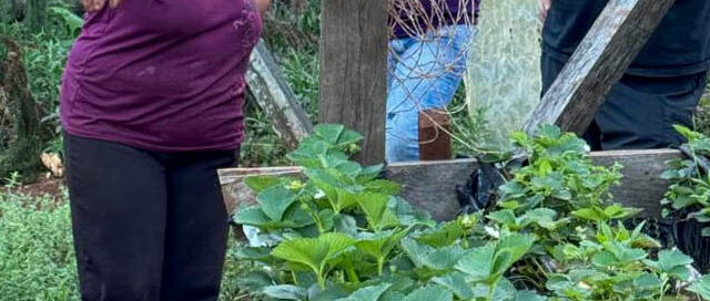 San Pedro: la producción de frutillas en Colonia Alegría, una alternativa para resistir la crisis