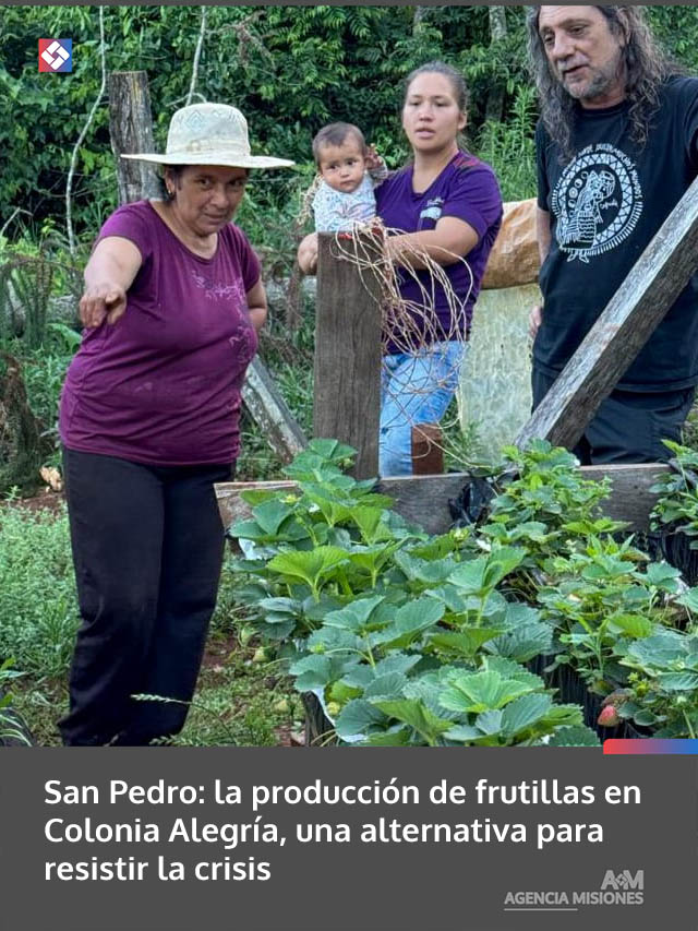 San Pedro: la producción de frutillas en Colonia Alegría, una alternativa para resistir la crisis