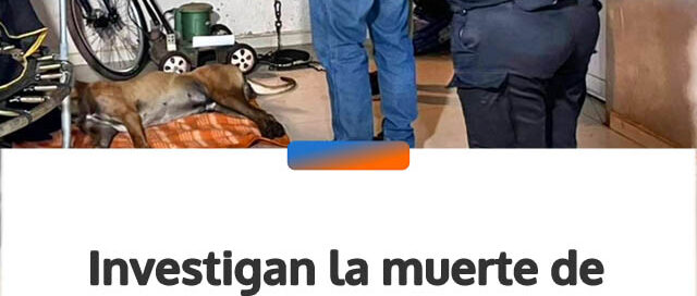 Investigan la muerte de un perro en Candelaria y secuestran un rifle de aire comprimido