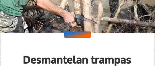 Desmantelan trampas ilegales en Arroyo Bonito y liberan el cauce natural