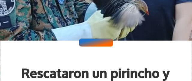 Rescataron un pirincho y una yegua maltratada en operativos realizados en Santo Pipó y Posadas