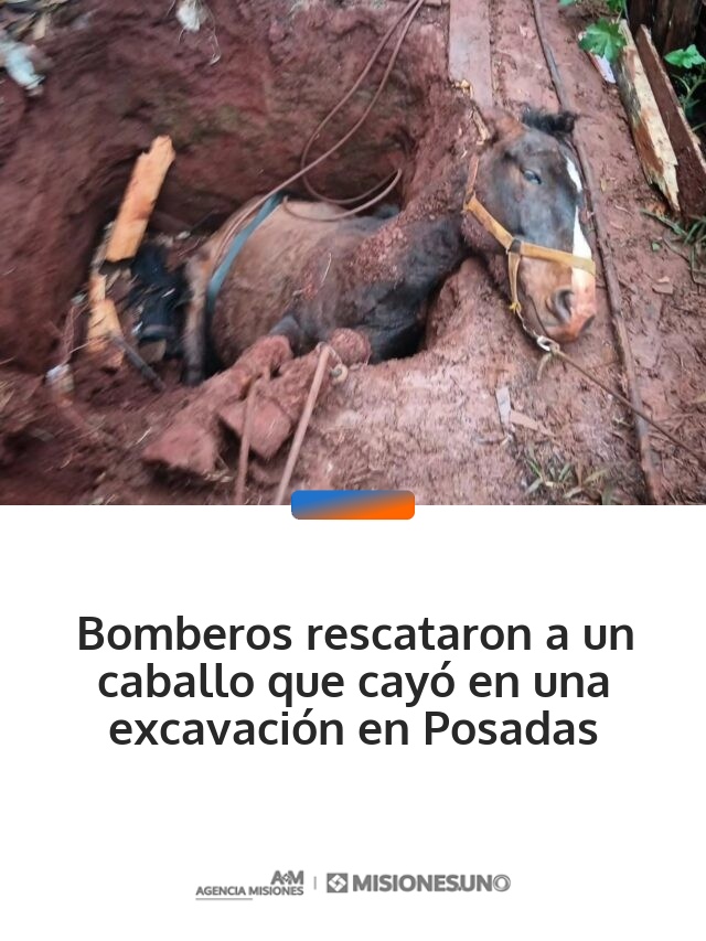 Bomberos rescataron a un caballo que cayó en una excavación en Posadas